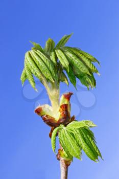 Chestnut young leaves which dissolved on the background of blue sky