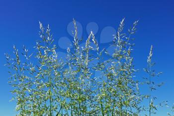 Flowering cereal grass against the background of blue sky
