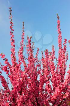 Sakura blossom. Young flowering Sakura shoots on a background the blue sky