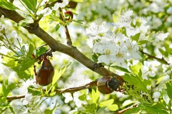 European chafer beetles eating the leaves and flowers of hawthorn tree