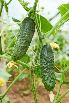 Cucumbers growing in film greenhouses. The rapid growth in summer