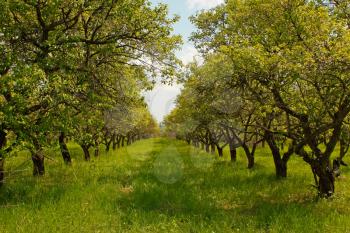 Rows of plum trees in orchard during the completion of spring flowering