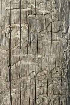 Detail of old wooden logs with bark beetles damaged surface