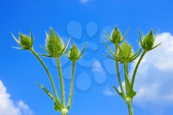 Teasel inflorescences in the flowering period on the background of blue sky with clouds