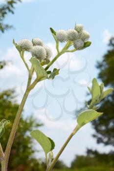 Inflorescences of burdock against the background of trees and sky. Flowers wrapped in cobwebs