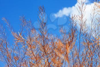 Dried pods with seeds of plants from the family Cruciferae against the blue sky