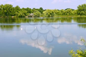 Three white swans floats in the middle of the lake in lovely summer day