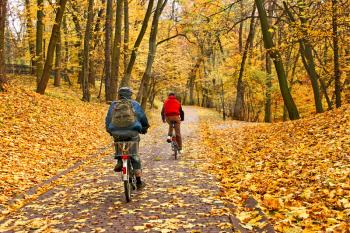 Bicyclists ride on a paving alley in park covered with yellow autumn leaves