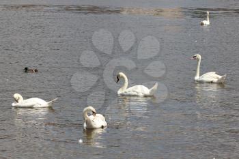 Duck and white swans flock on pond 8434