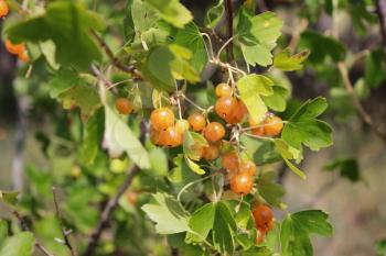 Yellow currants on bush branches between leaves close up 18495