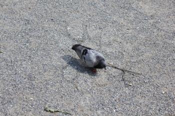 Close-up of single pigeon walking outdoors 18538