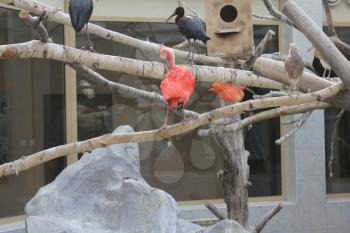Scarlet ibis in a zoo 19560