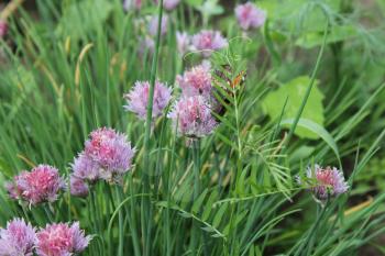 Flowering chives and butterfly in the garden 19924