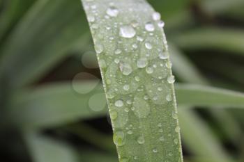 Dew drops on green leaves of iris 20035