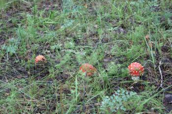 A few amanita mushrooms in a forest glade 20047