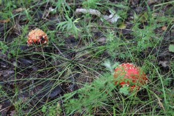 A few amanita mushrooms in a forest glade 20049