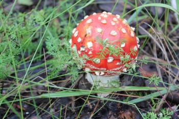 One amanita mushroom in a forest glade 20050