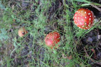 A few amanita mushrooms in a forest glade 20052