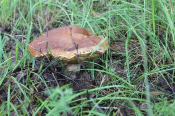 One mushroom porcini in summer forest 20064