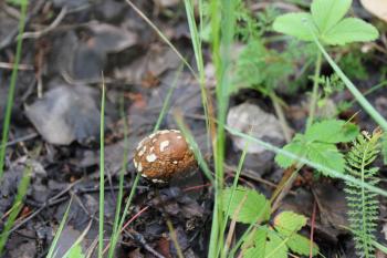 Old amanita mushroom in a forest glade 20066
