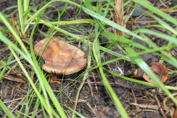 One mushroom chanterelle in summer forest 20068