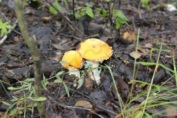 A few amanita mushrooms in a forest glade 20076
