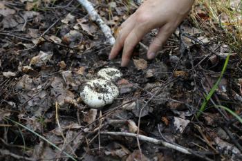 Have been found agaric mushrooms in the summer forest 20112