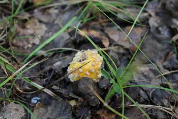 One amanita mushroom in a forest glade 20135