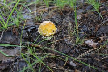 One amanita mushroom in a forest glade 20144