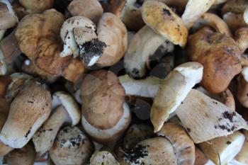 Few porcini mushrooms close up background 20205