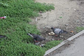 Close-up of pigeons group eating on the street 18590