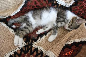 Sleeping cute domestic kitten at sofa 8233