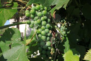 Grapes with green leaves on the vine 8376