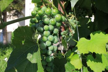 Grapes with green leaves on the vine 8379