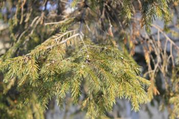 Green branch of pine needles on the housre background 30171
