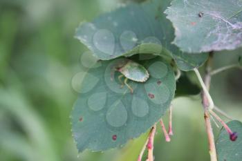 Green bedbug on a green leaf with natural background 20481