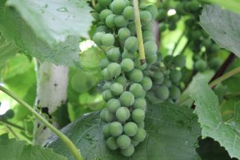 Grapes with green leaves on the vine 20538