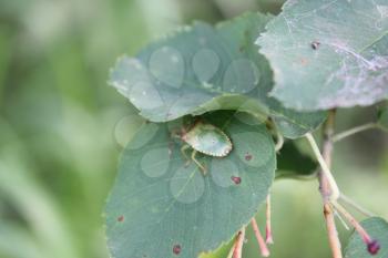 Green bedbug on a green leaf with natural background 20482