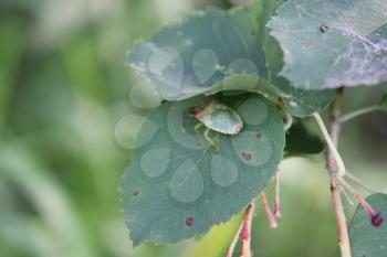 Green bedbug on a green leaf with natural background 20483