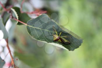 Green bedbug on a green leaf with natural background 20484