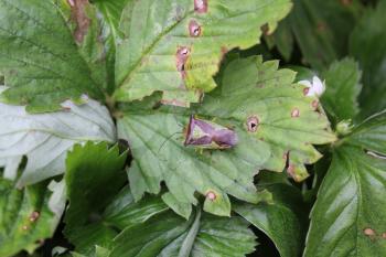 Green bedbug on a green leaf with natural background 20486