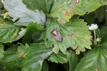 Green bedbug on a green leaf with natural background 20487