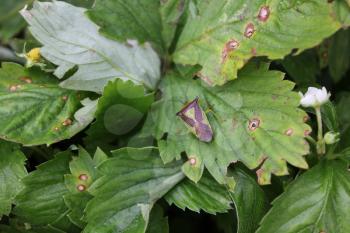 Green bedbug on a green leaf with natural background 20488