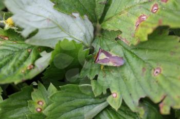 Green bedbug on a green leaf with natural background 20490
