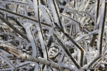A snow-covered and frozen shrubbery 30404