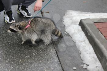 Domestic raccoon for a walk in the winter park 30459