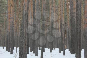 Snow backgound in pine tree winter forest 30546