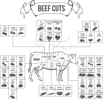 Scheme of Beef cuts for steak and roast. Vector illustration