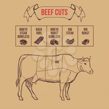 Vintage butcher cuts of beef scheme vector illustration