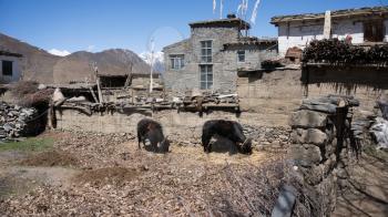 Nepal village and grazing yaks, close view